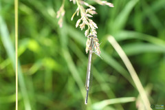 Platycnemis pennipes