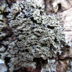 Physconia grumosa