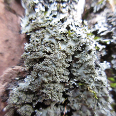Physconia grumosa