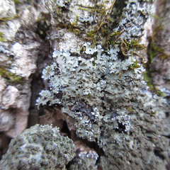 Physconia grumosa