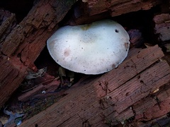 Agaricus leptocaulis