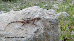 Cyrtopodion agamuroides