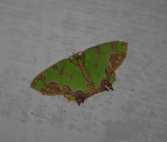 Agathia hemithearia