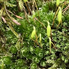 Ptychostomum capillare