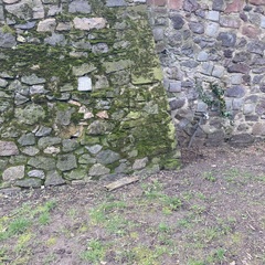 Ptychostomum capillare