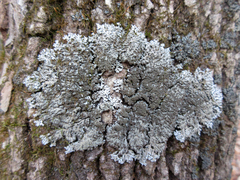 Physconia grumosa