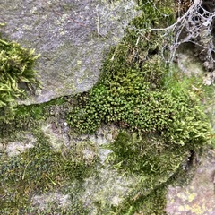 Ptychostomum capillare