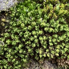 Ptychostomum capillare