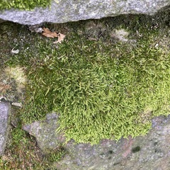 Hypnum cupressiforme