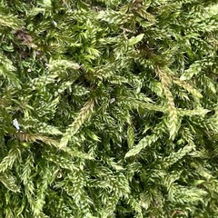 Hypnum cupressiforme