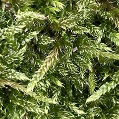 Hypnum cupressiforme