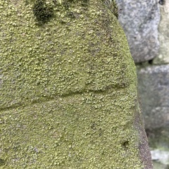 Candelariella vitellina