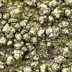 Candelariella vitellina