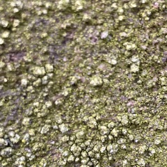 Candelariella vitellina