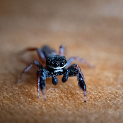 Metacyrba taeniola similis