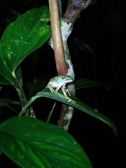 Phyllomedusa camba