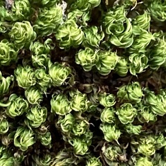 Ptychostomum capillare