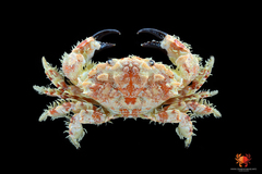 Lophozozymus bertonciniae