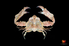 Pseudolambrus harpax