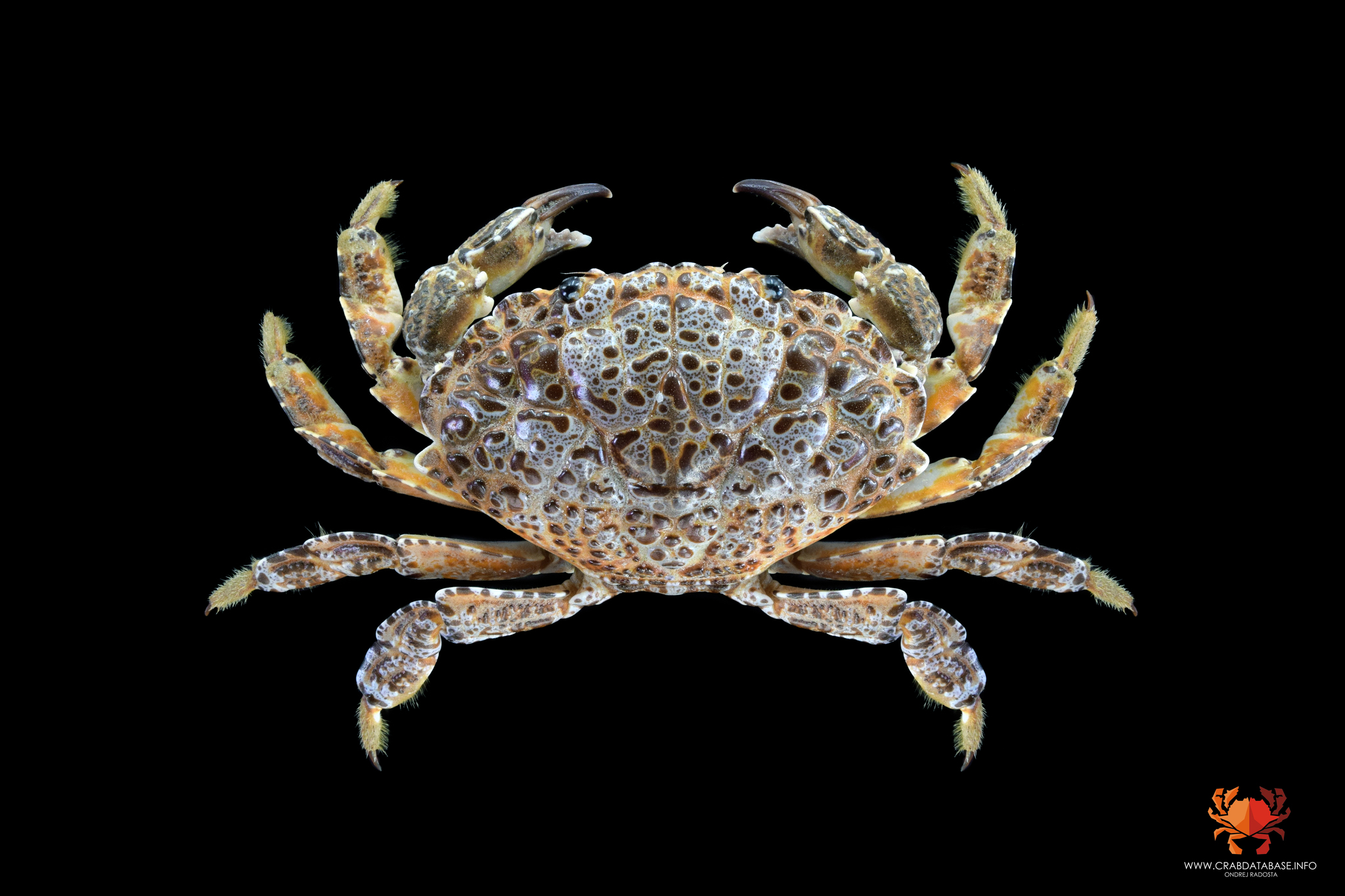 銅鑄熟若蟹(Zosimus aeneus) · 愛自然-臺灣(iNaturalist Taiwan)