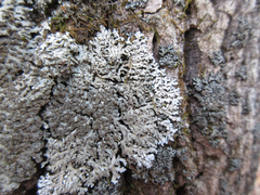 Physconia grumosa