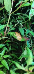 Dendropsophus walfordi