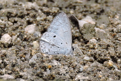 Lestranicus transpectus