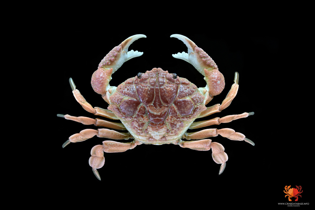 Demania cultripes