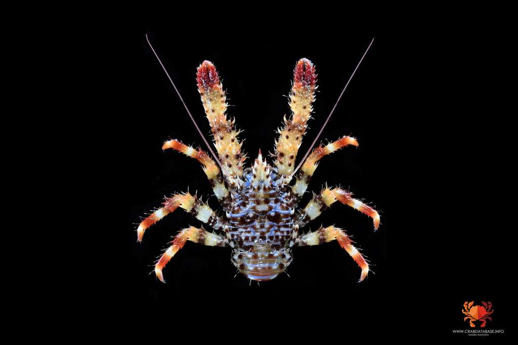 Photo of Spiny squat lobster (Galathea strigosa)