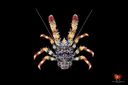Spiny Squat lobster