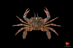 Liocarcinus corrugatus