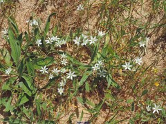 Ornithogalum baeticum