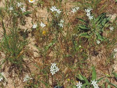 Ornithogalum baeticum