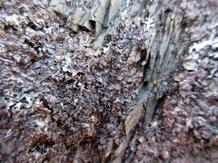 Punctelia stictica