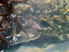 Epinephelus fuscoguttatus