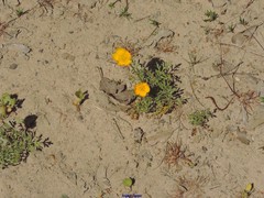 Ranunculus bulbosus bulbosus