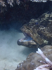 Epinephelus fuscoguttatus
