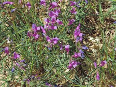 Lathyrus filiformis