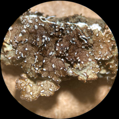 Punctelia stictica
