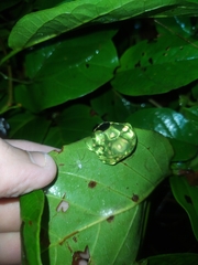 Dendropsophus xapuriensis