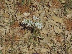 Ornithogalum baeticum
