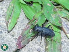Aniara sepulchralis