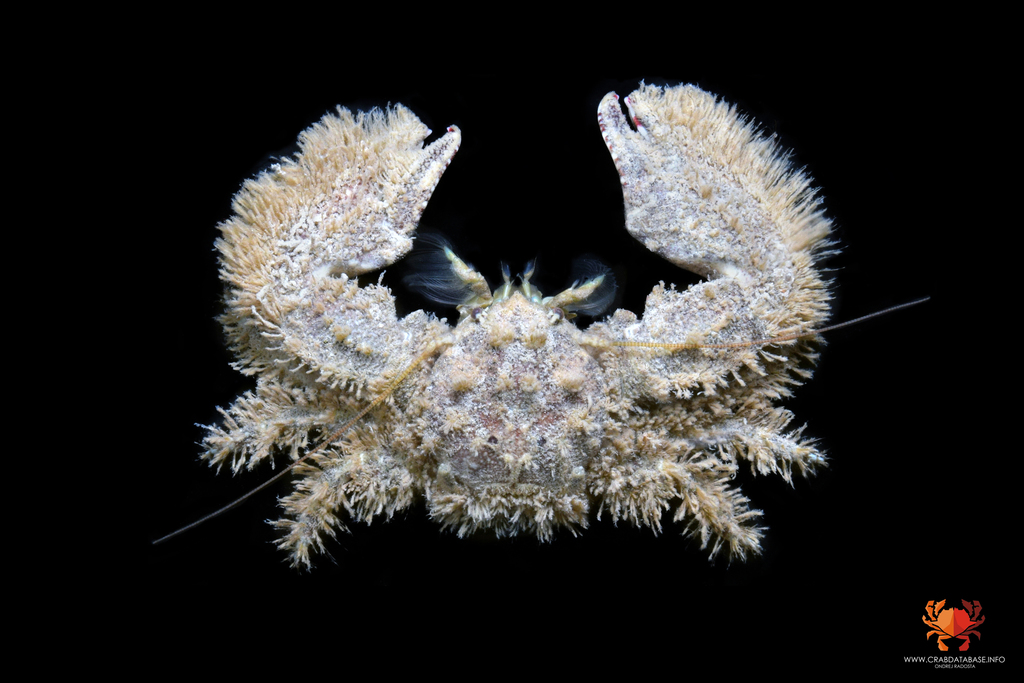 Hairy Porcelain Crab