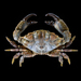 Montagu's Crab - Photo (c) Ondřej Radosta, some rights reserved (CC BY-NC), uploaded by Ondřej Radosta