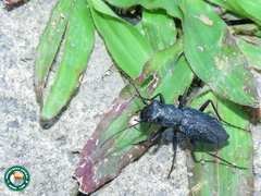 Aniara sepulchralis