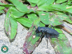 Aniara sepulchralis