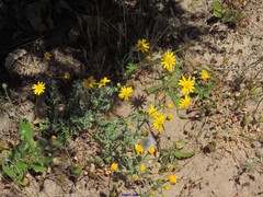 Senecio gallicus