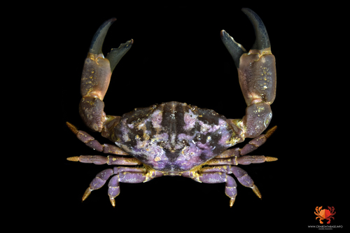 Montagu's Crab, photo 3 of 9