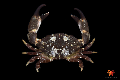 Montagu's Crab, photo 2 of 9