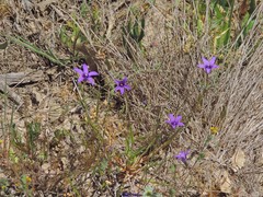 Campanula matritensis